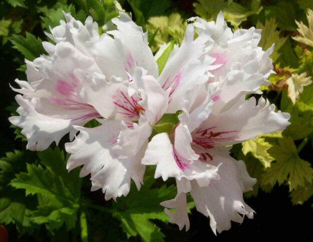 ASKAM FRINGED AZTEC