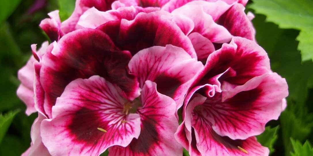 DOREEN FEATHERBY