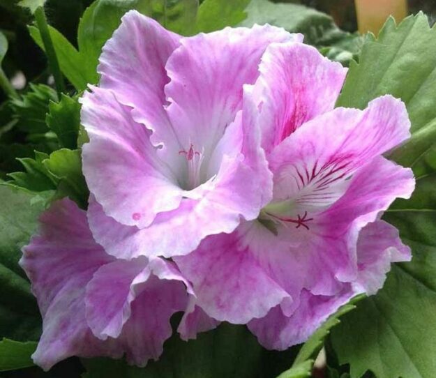 Violetto di malibu