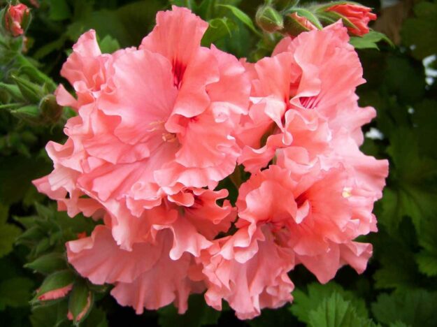 TASPO ARANCIO (DOUBLE PINK, Miss)